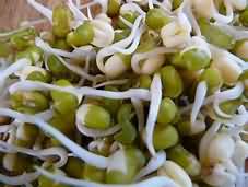 Beansprouts, mung, raw